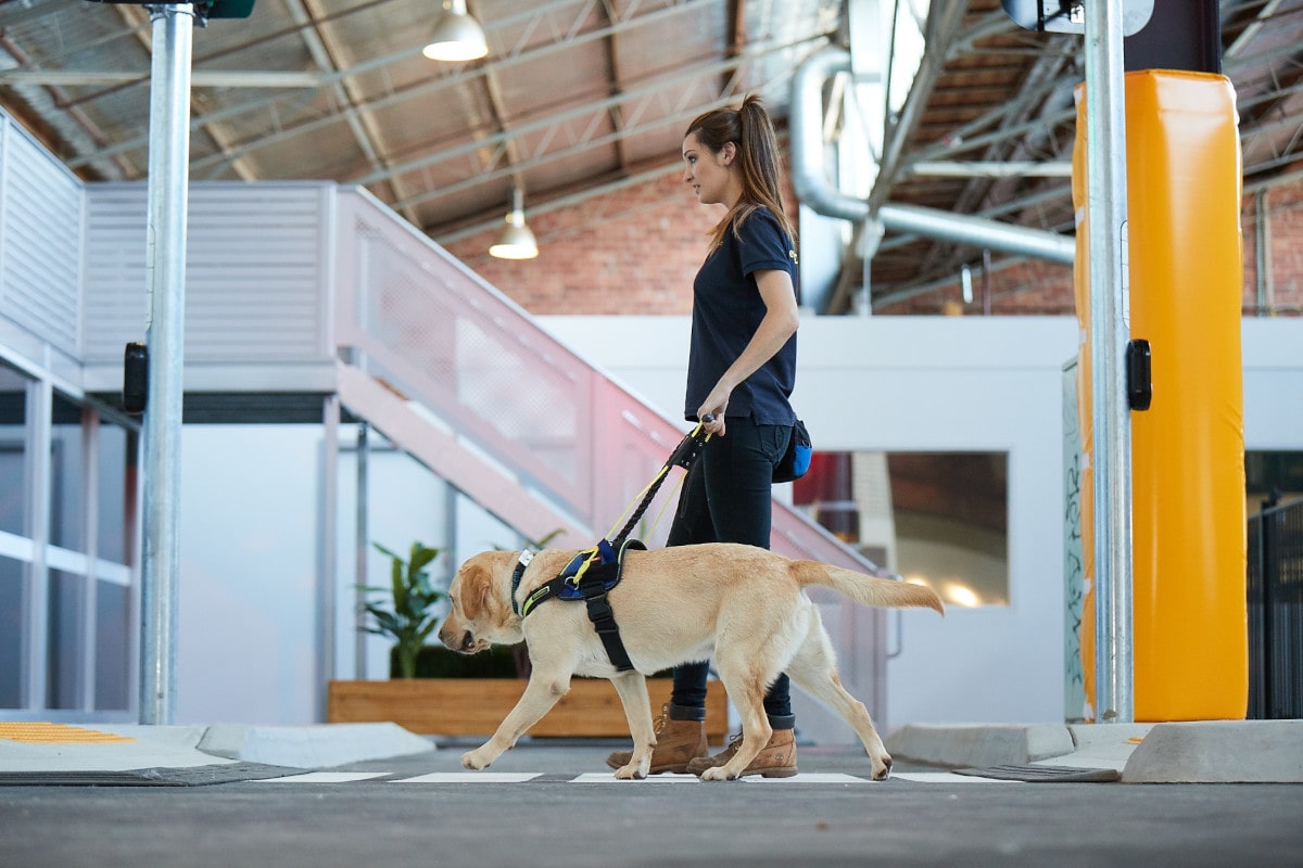 Carly with a yellow lab guide dog walking inside.