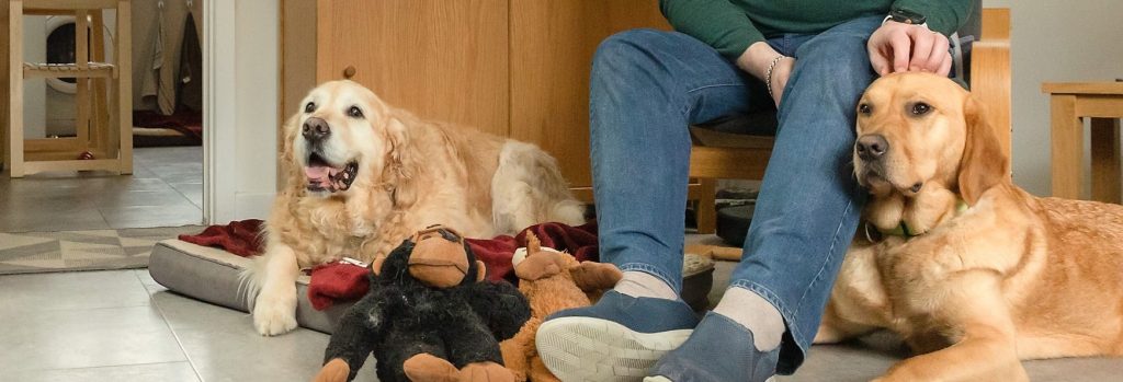 retired and current guide dogs lay beside their owner